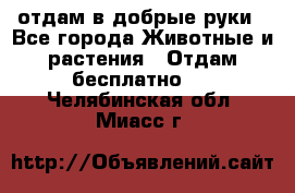 отдам в добрые руки - Все города Животные и растения » Отдам бесплатно   . Челябинская обл.,Миасс г.